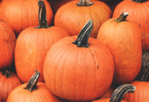 Annual San Antonio Pumpkin Patch and Free Medicare Review Event